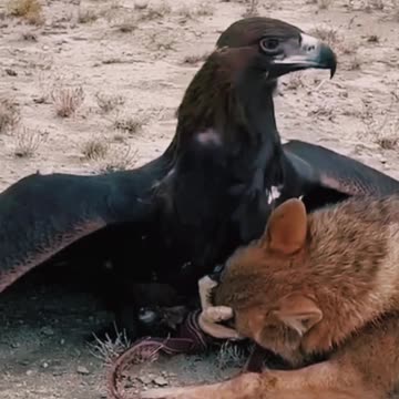 बाज ने लोमड़ी को पकड़ लिया #minivlog #video #shorts