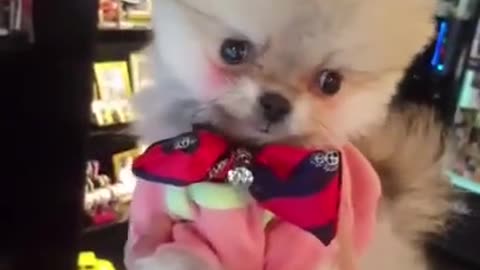 Funny animals Reaction
