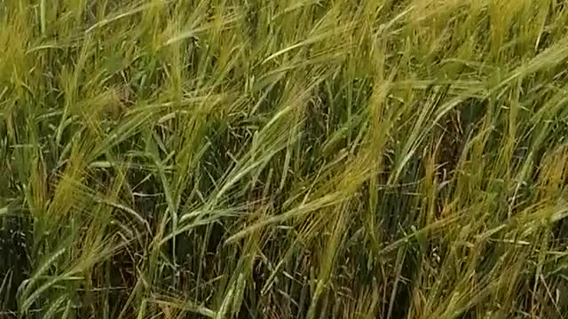 ride through a wheat field