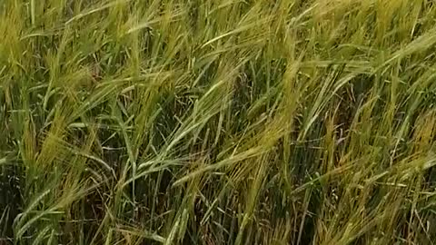 ride through a wheat field