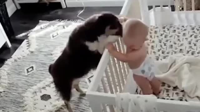 Dog and babies are made for each other.