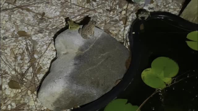 Noisy Frogs Move in to Backyard Pond