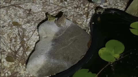 Noisy Frogs Move in to Backyard Pond