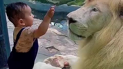 lion vs kid