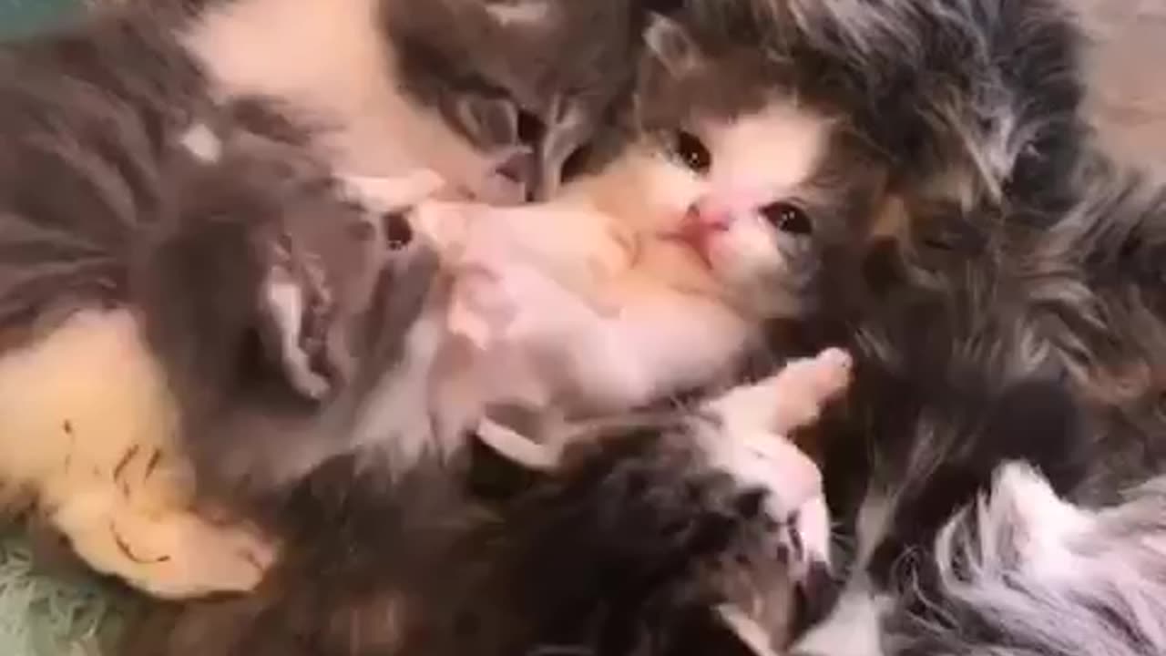 Lovely kittens And intersted that they are How cut are they