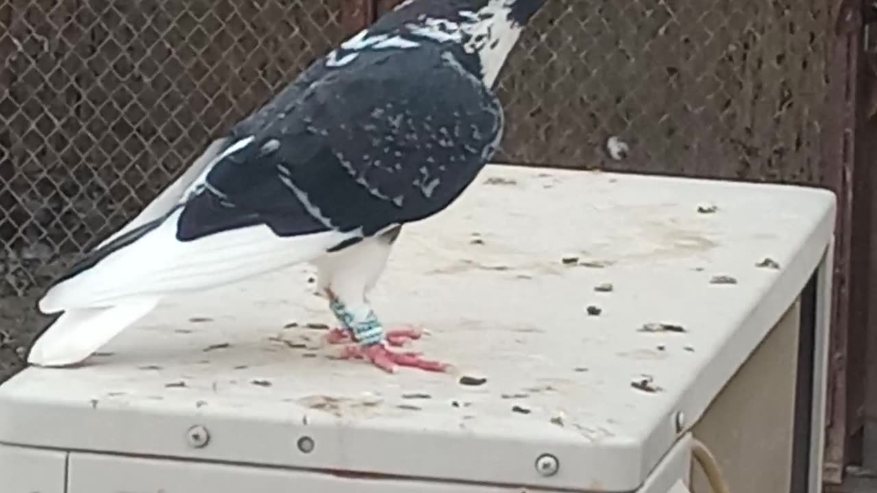 Pigeons hobby