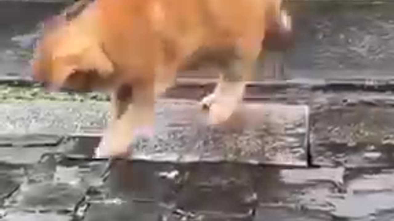 Funny Animals