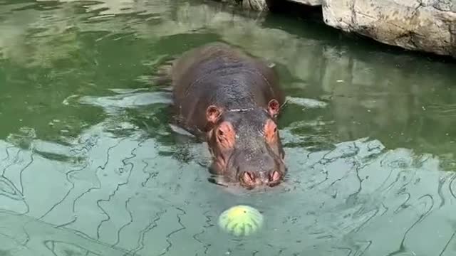 hippo