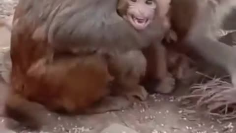 Beby monkey 🐒