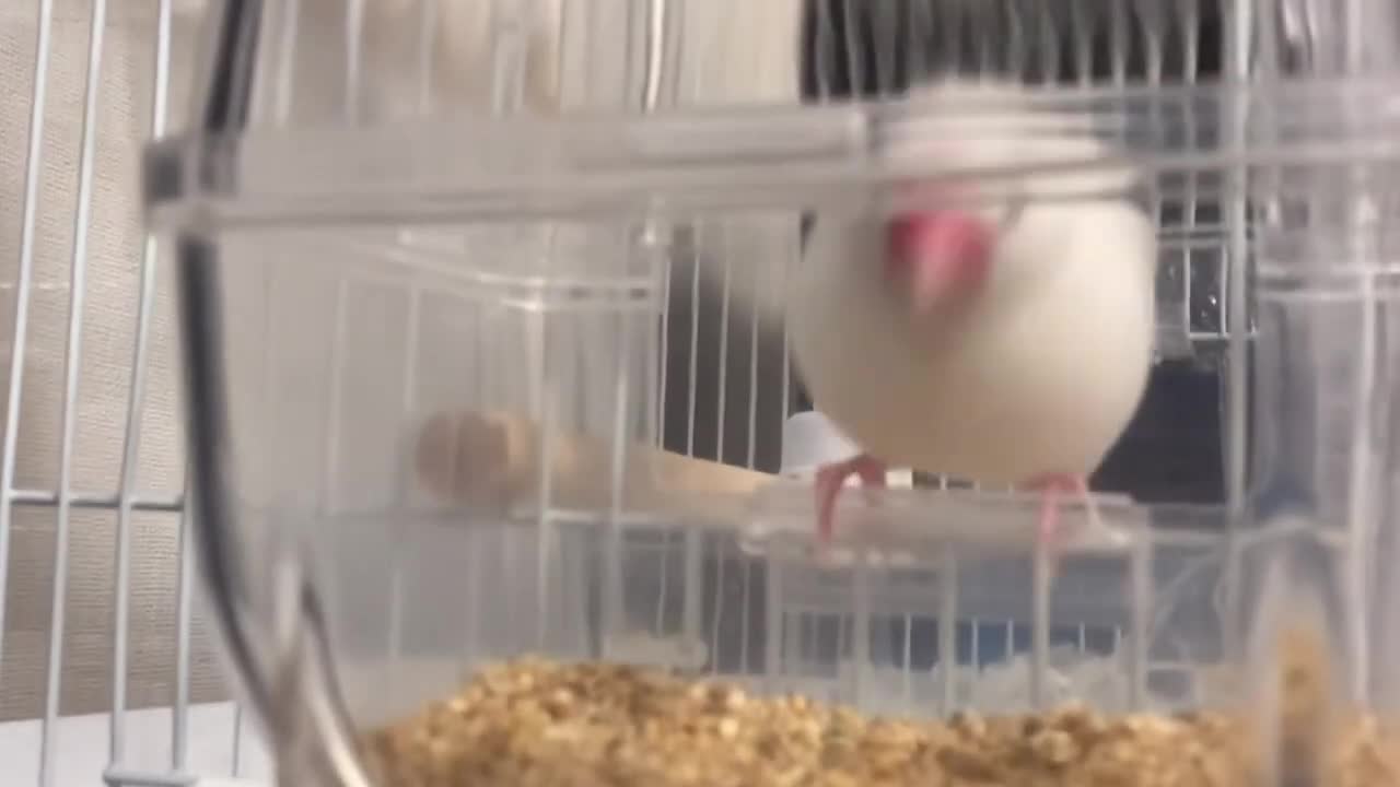 もっちゃんお食事中