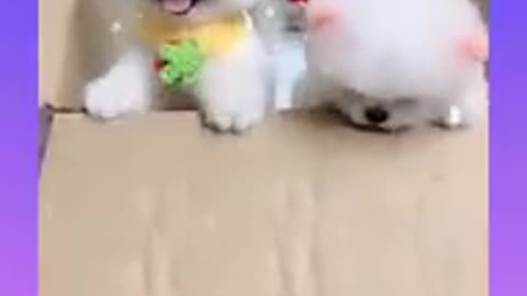 Funny and cute animals video make your day