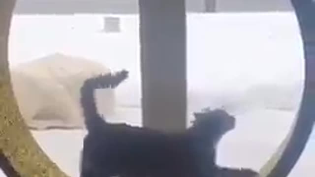 Cat Runs Inside a Wheel And Makes Their Owner Laugh