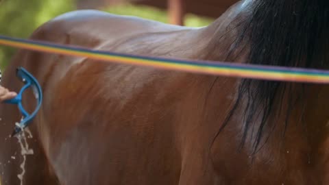 Young attractive woman brushing black horse in the paddock