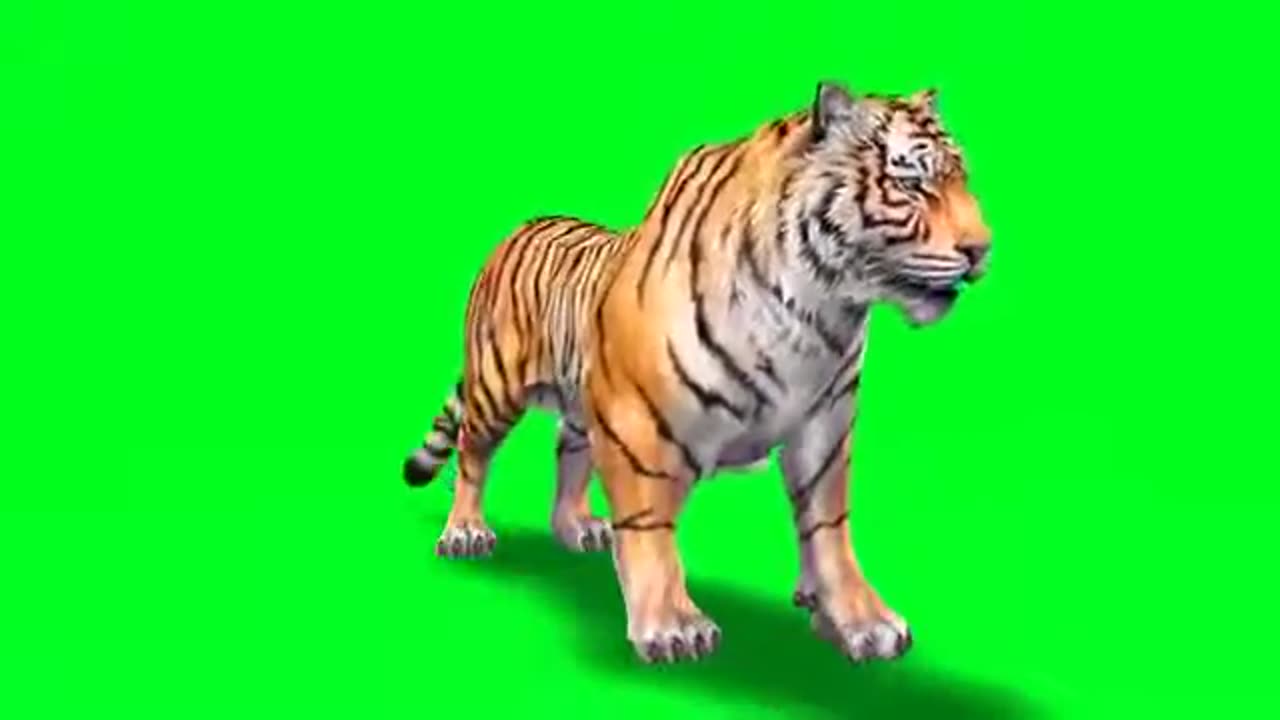 animation tiger for free use//no copyright issue//