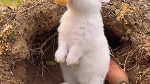 Cute Bunny eating carrot