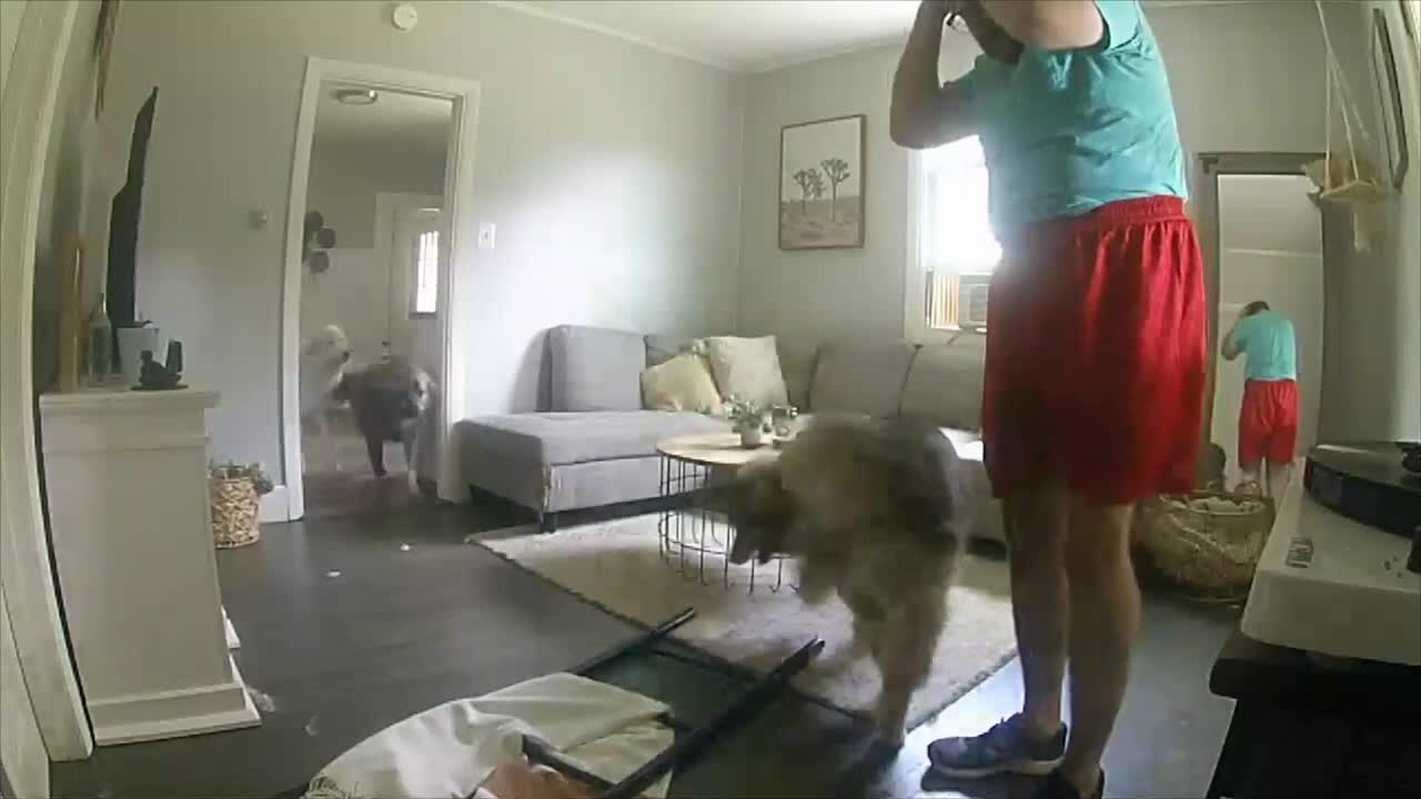 Guy Gets Hit in the Head With a Ladder as Dogs Wag Their Tails