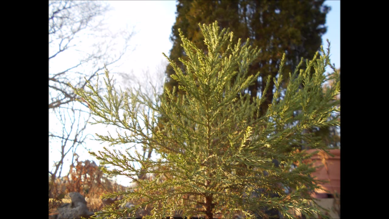 Jungle Brook Sound Set Giant Sequoia Nov 2022