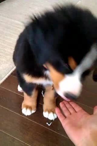 Bernese Mountain Dog Puppy Learns SO FAST!