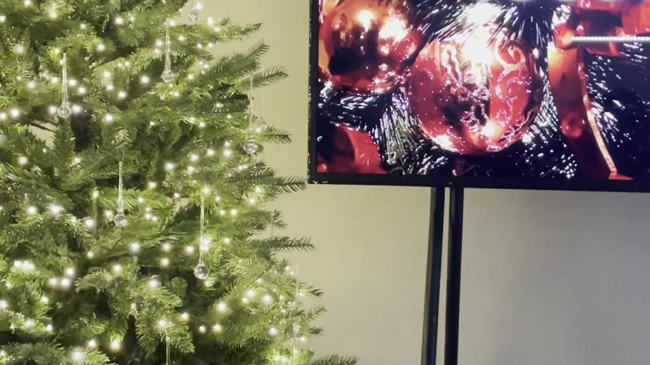Merry Christmas Chihuahua