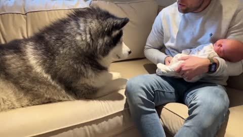 Alaskan Malamute Meets Newborn Baby! And The Cat Too!! (So Cute!!)