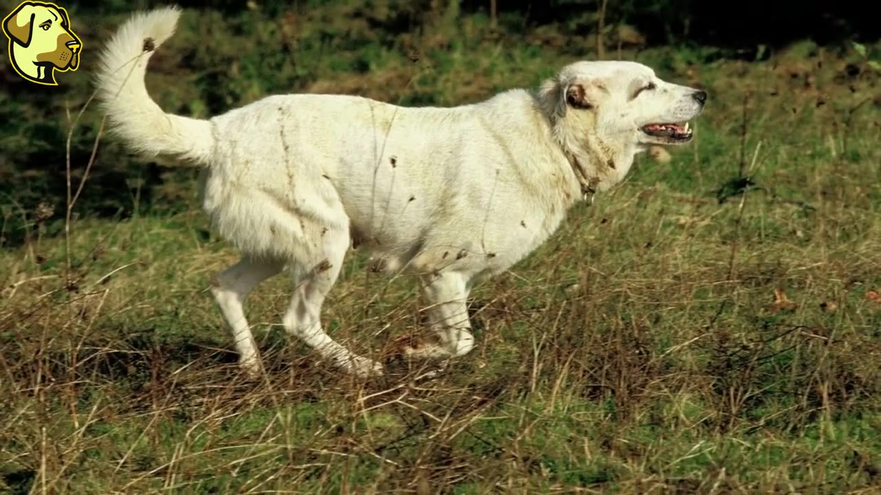 The Mighty Anatolian Shepherd Dog:Discovering the Loyal and Protective Nature of This Ancient Breed