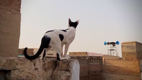 This Beautiful Poor Cat is Blind Even She can Walk through her senses