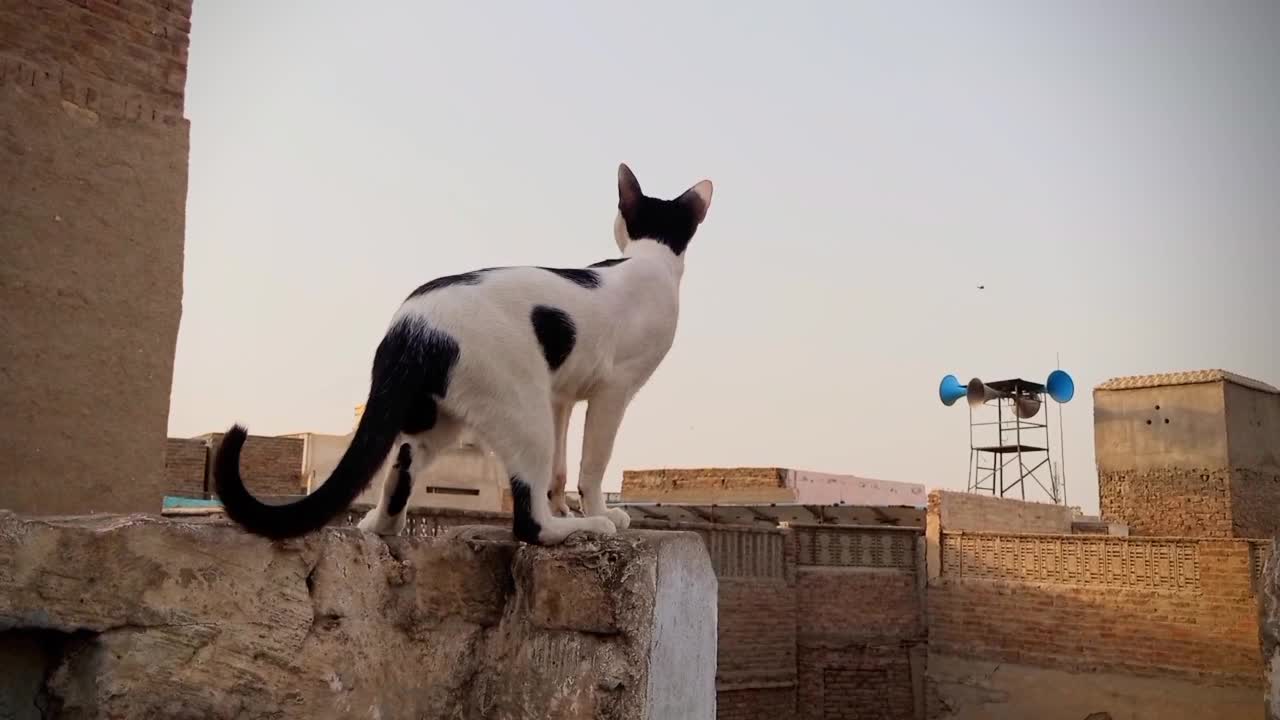 This Beautiful Poor Cat is Blind Even She can Walk through her senses