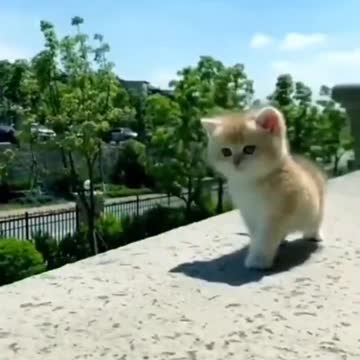 Baby cat kitten #shorts