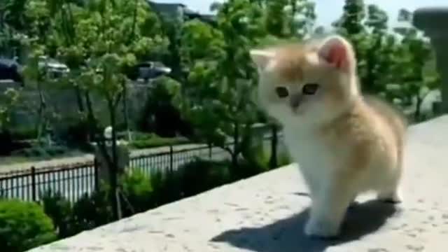 Baby cat kitten #shorts
