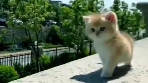 Baby cat kitten #shorts
