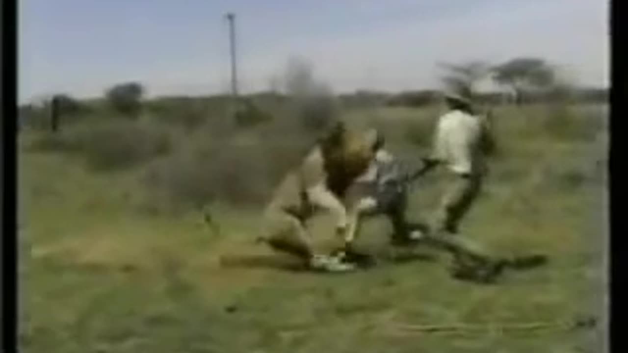 Un lion attaque un chasseur dans African Safari