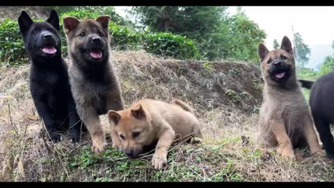 A bunch of happy puppies are so cute