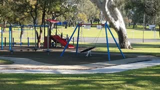 Stray White Staffy enjoying the park