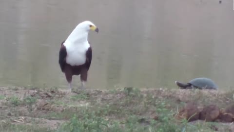 Eagle v s snake attack