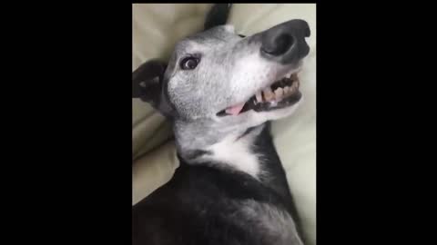 amazing and funny pet videos try not to laugh with these pet videos