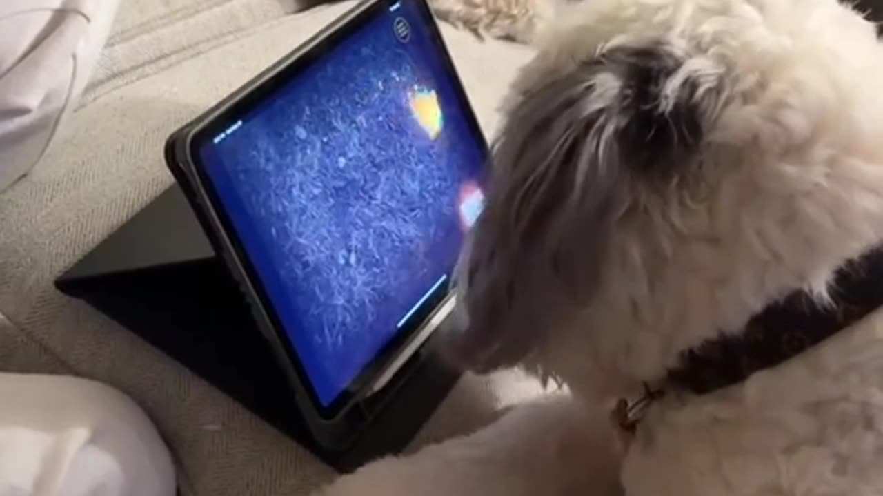 POV: You Accidently Turned Your Dog Into an iPad Kid