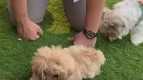 Dog Video | Dog Lovers