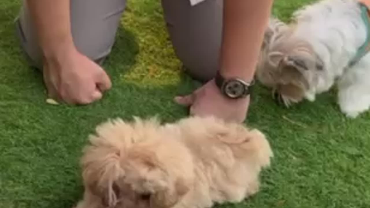 Dog Video | Dog Lovers