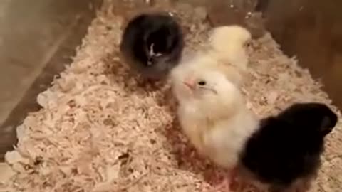 Silkie chicks (3)