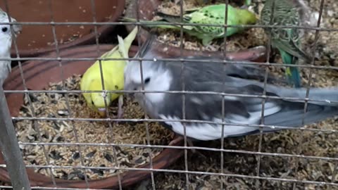 Coctail Parrot 🦜 Eating Food 😋