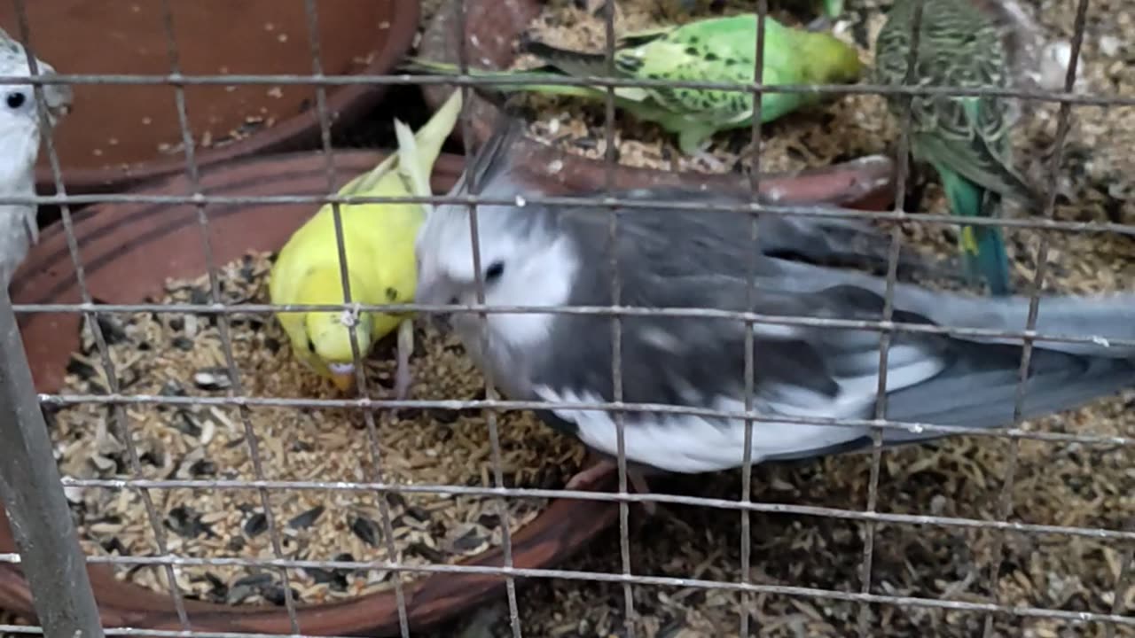 Coctail Parrot 🦜 Eating Food 😋