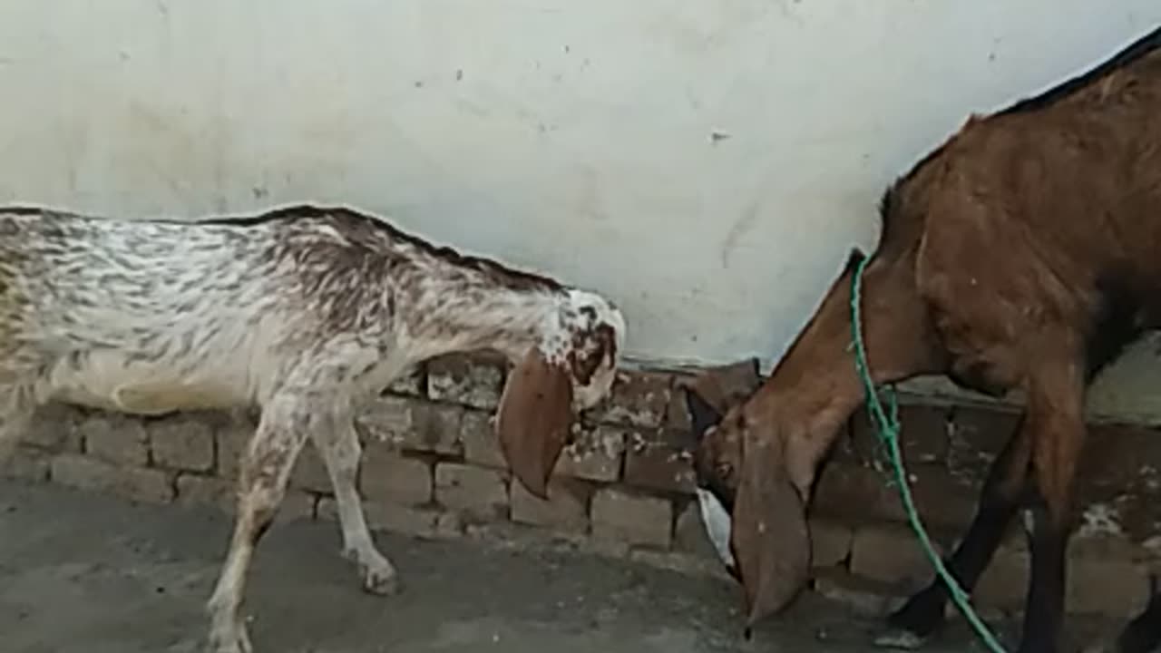 Fight 😂