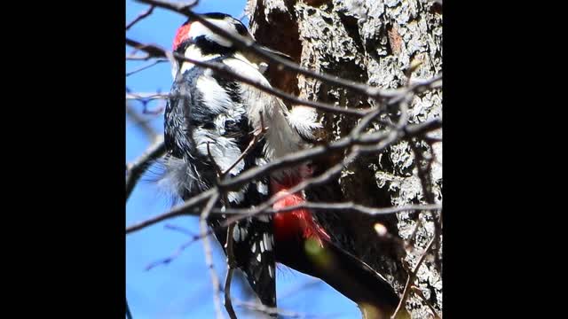 Birds that visits Berlin 4