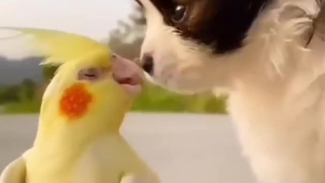 Cute dog and parrot 🥰 Natural love videography