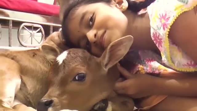 Small Cows playing in our house 😍 _cows _krishna _flute _jaishreekrishna punganur cows