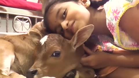 Small Cows playing in our house 😍 _cows _krishna _flute _jaishreekrishna punganur cows