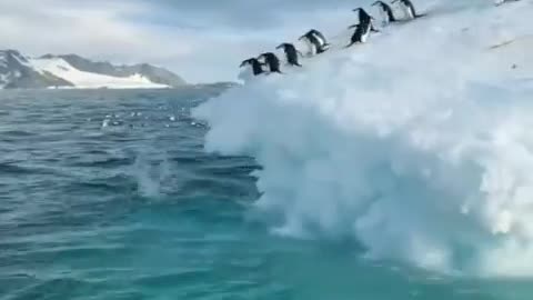 Penguin jump