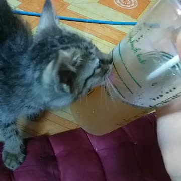 my cat is thirsty