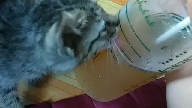 my cat is thirsty