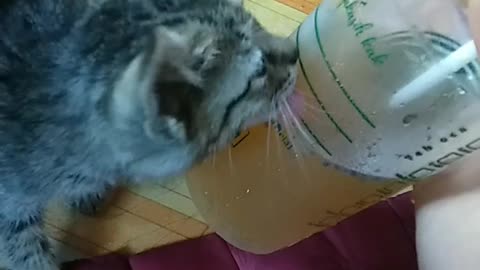 my cat is thirsty